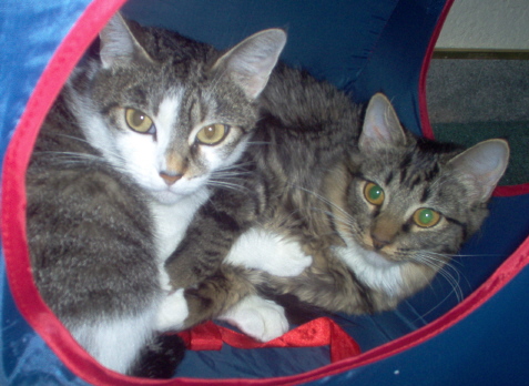 my girls