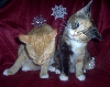 Oliver and Lilly Christmas