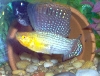 sailfin display
