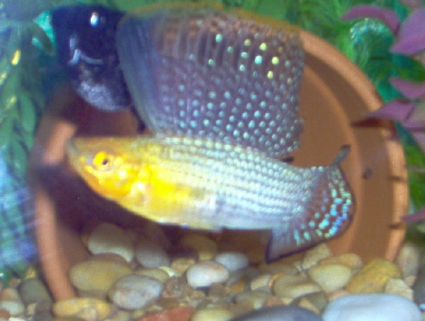 sailfin display