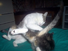 Sima teaching Daisy the art of Kung Fu