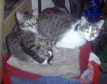 Sima and Daisy in laundry