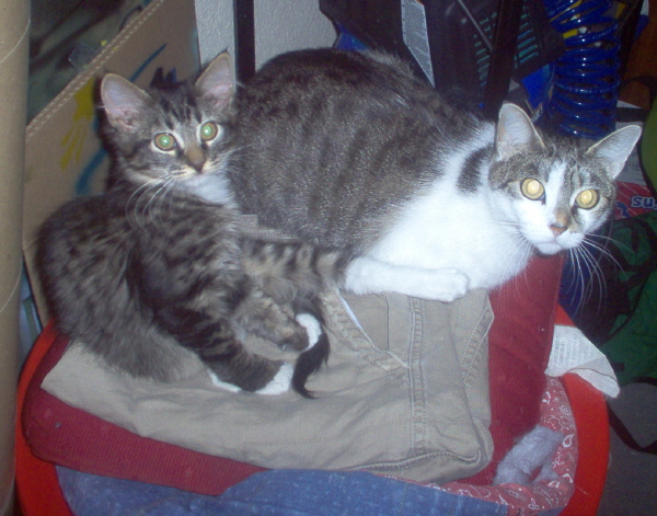 Sima and Daisy in laundry
