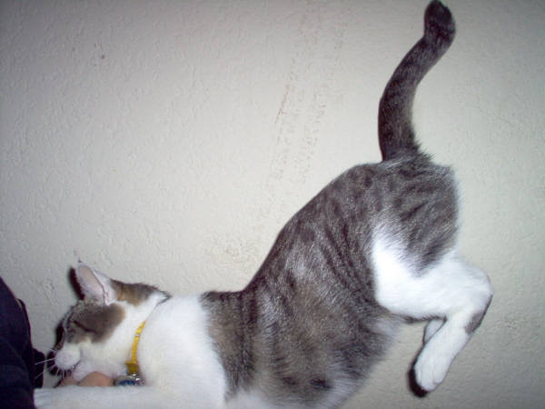 sima jumping