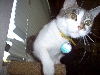 sima playing