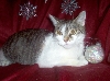 Simas Christmas