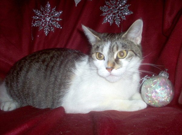 Simas Christmas