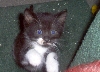 Smudge jumping