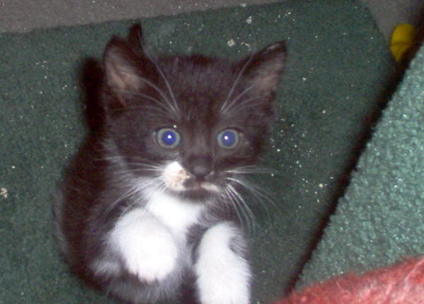 Smudge jumping