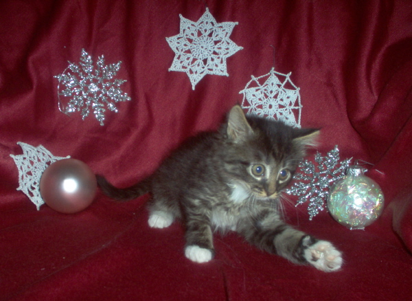 Daisy Christmas 1