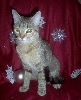 Princess Christmas