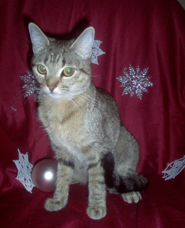 Princess Christmas