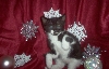 Smudge Christmas