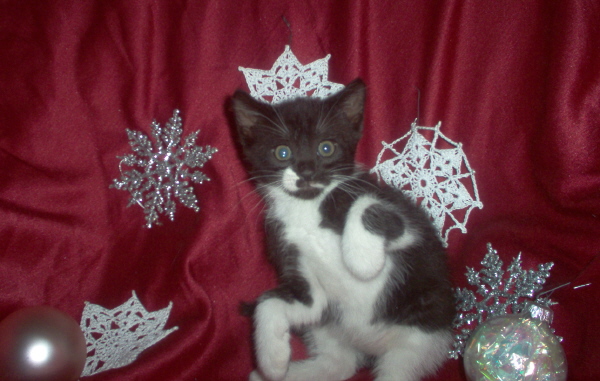 Smudge Christmas