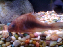 Louie