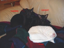 A Cats Life