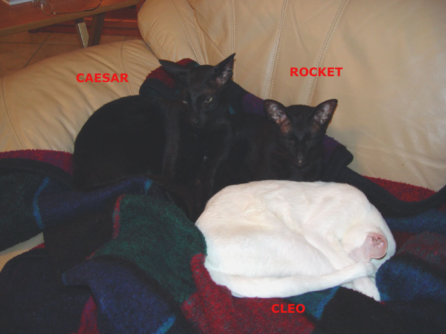 A Cats Life