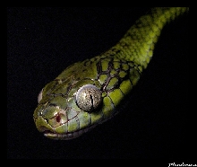 Boiga cyanea