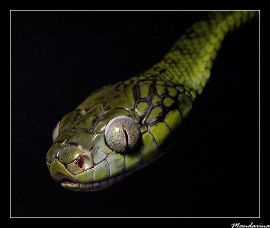 Boiga cyanea