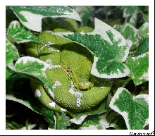 Corallus caninus