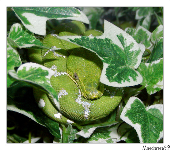 Corallus caninus
