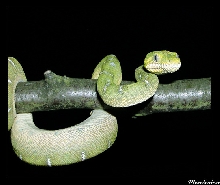 Corallus caninus