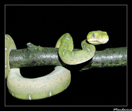 Corallus caninus
