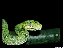 Corallus caninus