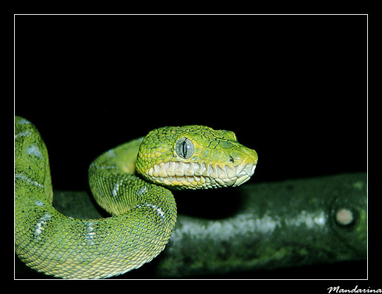 Corallus caninus