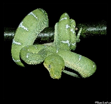 Corallus caninus