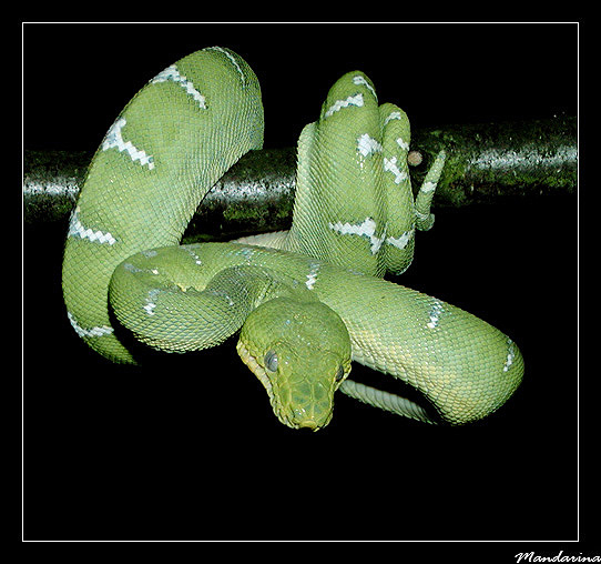 Corallus caninus