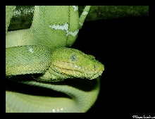 Corallus caninus