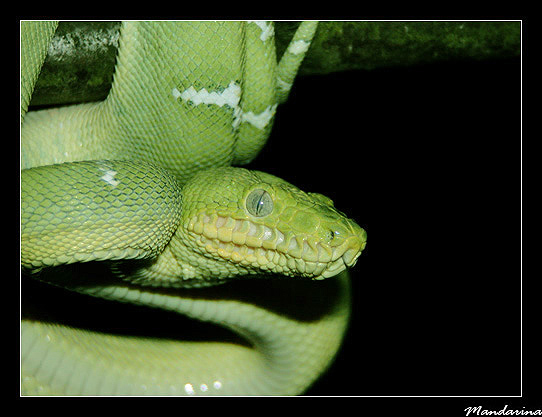 Corallus caninus