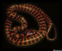 Dinodon rufozonatum