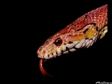 Elaphe guttata