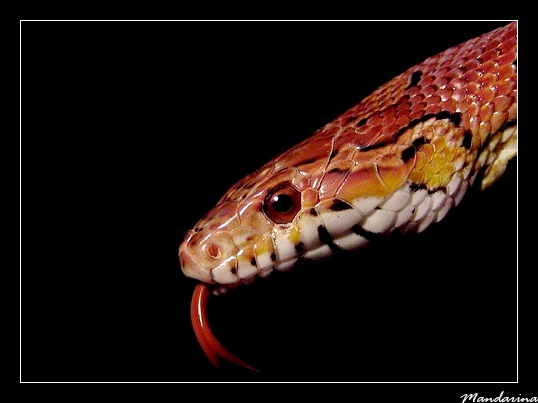 Elaphe guttata