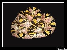 Elaphe mandarina