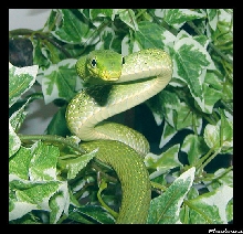Elaphe prasina