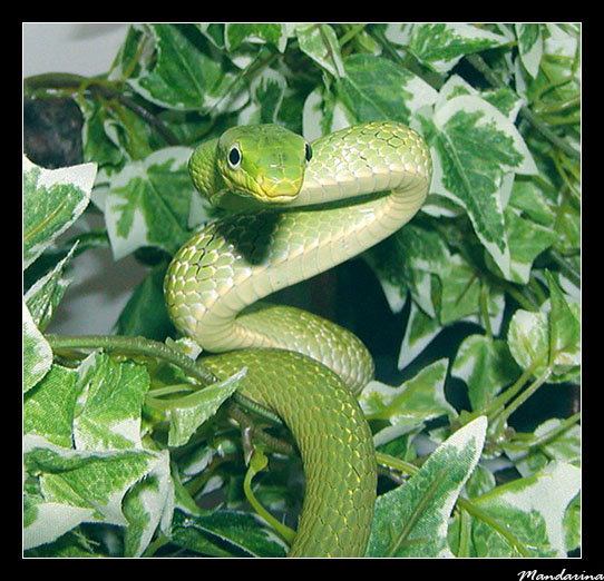 Elaphe prasina