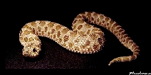 Heterodon n. nasicus