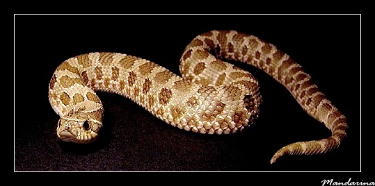 Heterodon n. nasicus