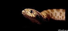 Heterodon n. nasicus