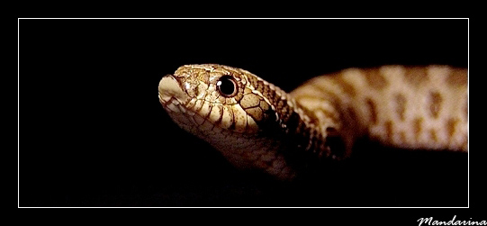 Heterodon n. nasicus