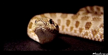 Heterodon n. nasicus