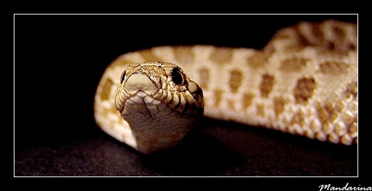 Heterodon n. nasicus
