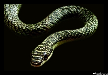 Chrysopelea ornata