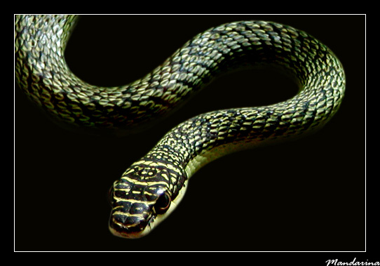 Chrysopelea ornata