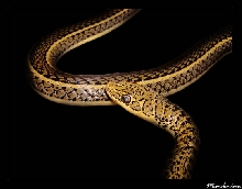 Psammophis sibilans