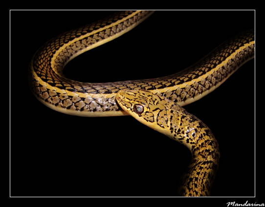Psammophis sibilans