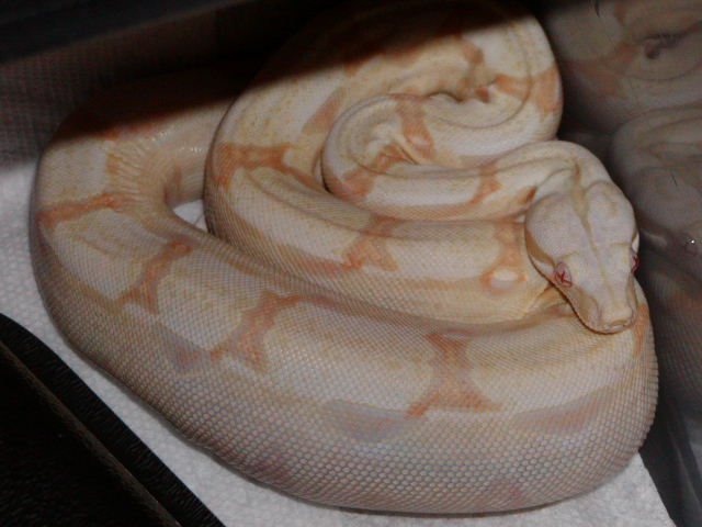 Albino 1